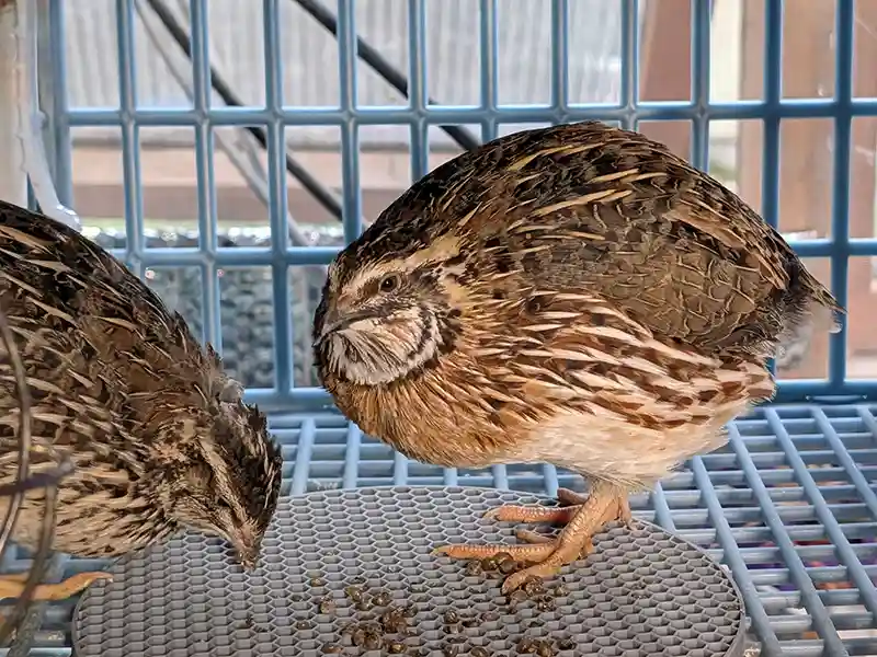 Quail enclosure