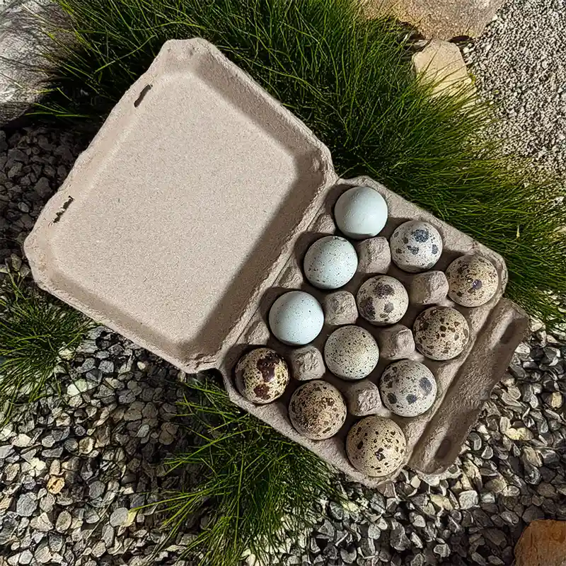 Fresh quail eggs